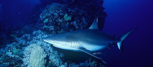 Requin gris de récif  - Sputnik Afrique