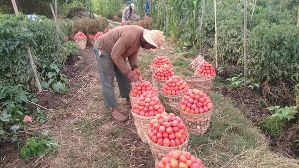 Du rêve européen à l’agribusiness, Rhamane Bidima fait sa révolution au Cameroun Du rêve européen à l’agribusiness, Rhamane Bidima fait sa révolution au Cameroun - Sputnik Afrique