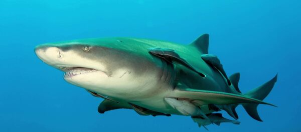Un requin-citron (image d'illustration) Un requin-citron (image d'illustration) - Sputnik Afrique