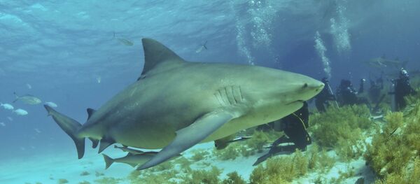 Un requin bouledogue  - Sputnik Afrique
