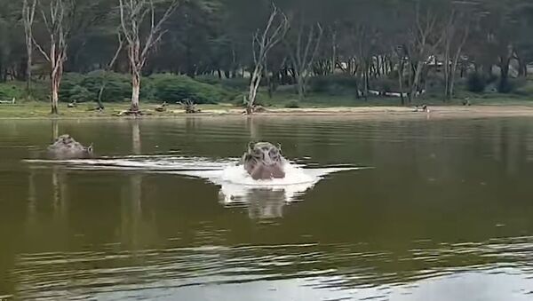 Un hippopotame enragé prend en chasse un bateau touristique  - Sputnik Afrique