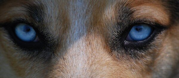 Chien  - Sputnik Afrique