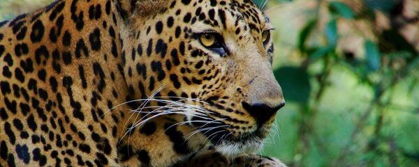 Léopard Léopard - Sputnik Afrique