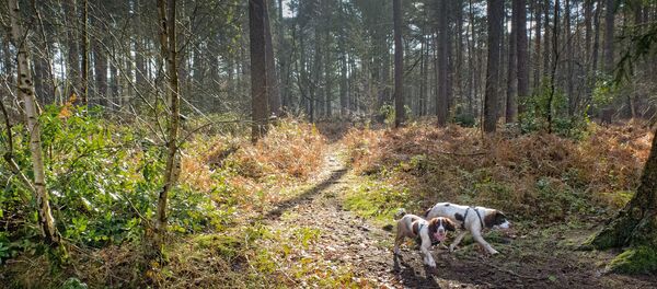 des chiens dans une forêt - Sputnik Afrique