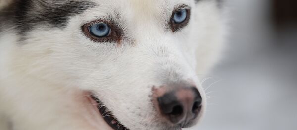 Un husky - Sputnik Afrique