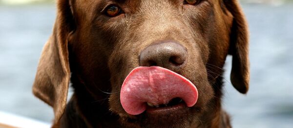 Un chien (image d'illustration) - Sputnik Afrique