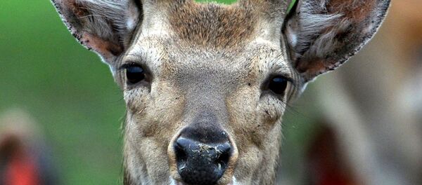 Un cerf - Sputnik Afrique
