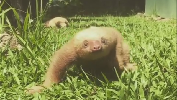 As always Jaco(baby sloth) loves to let the world know that he disapproves of climbing practice! - Sputnik Afrique
