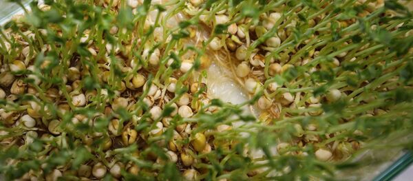 Soja - Sputnik Afrique