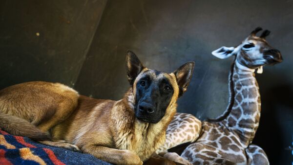 Un chien «adopte» un bébé girafe abandonné par sa mère - Sputnik Afrique