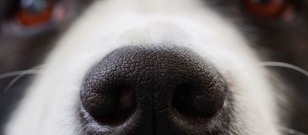 Un chien  - Sputnik Afrique