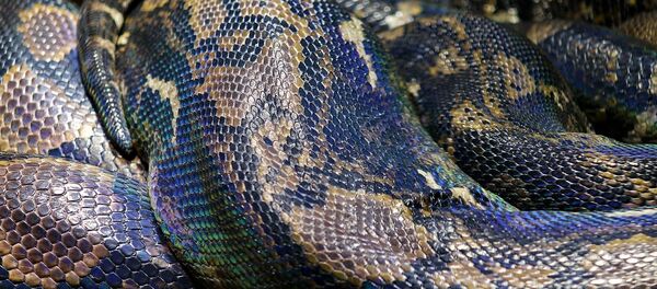 Un python - Sputnik Afrique