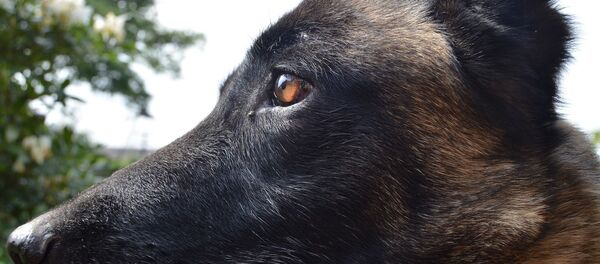 un chien de race berger malinois - Sputnik Afrique