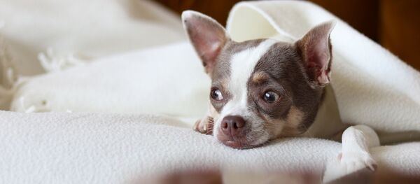 Chihuahua (image d'illustration) - Sputnik Afrique