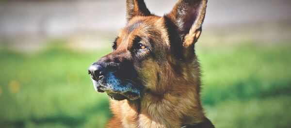 berger allemand  - Sputnik Afrique