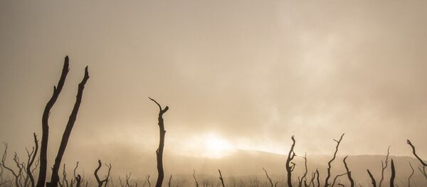 Des aliments - Sputnik Afrique