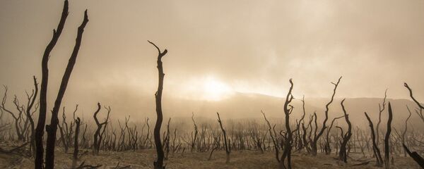 Des Arbres Morts - Sputnik Afrique