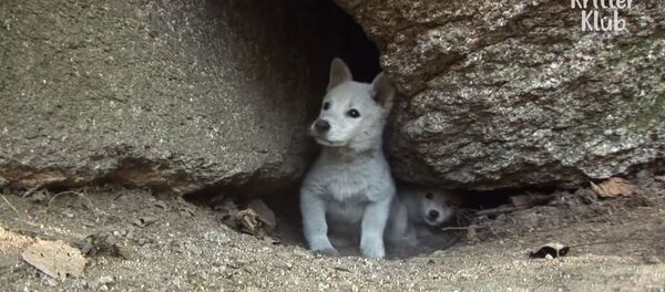 Le sauvetage de chiots qui vivaient dans des conditions déplorables dans la fente d’un rocher - Sputnik Afrique