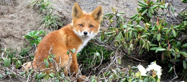 Renard - Sputnik Afrique