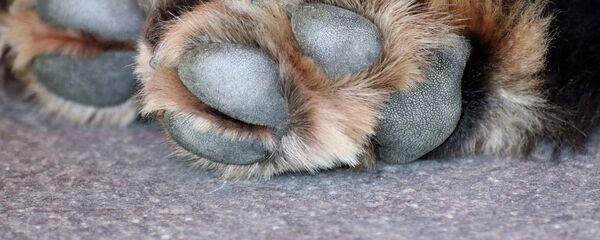 Un chien - Sputnik Afrique