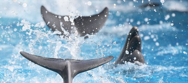 Des dauphins  - Sputnik Afrique