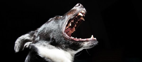 Собака - Sputnik Afrique