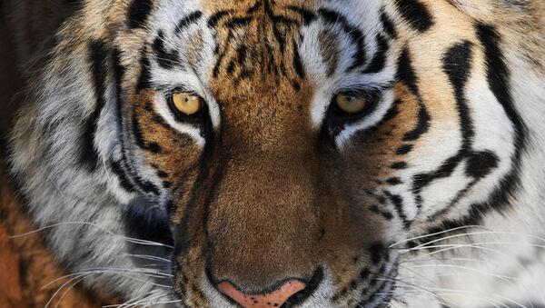 Tigre Amour - Sputnik Afrique