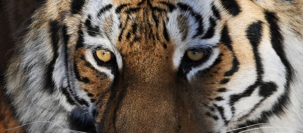 Un tigre - Sputnik Afrique