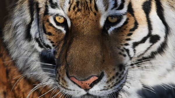 Tigre Amour - Sputnik Afrique