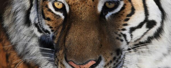 Un tigre - Sputnik Afrique