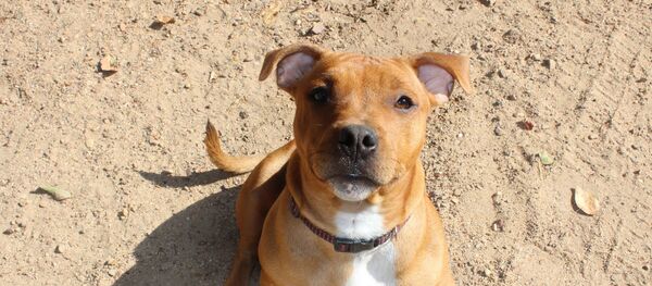 Un chien - Sputnik Afrique