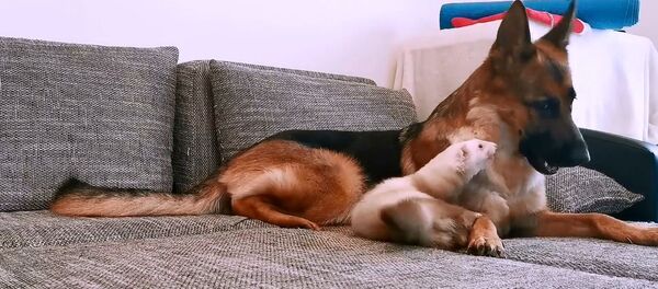 L’amitié atypique entre un chien et un furet L’amitié atypique entre un chien et un furet - Sputnik Afrique