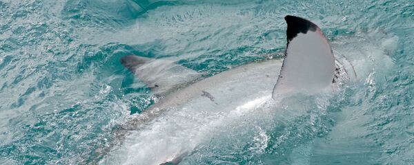 Un grand requin blanc Un grand requin blanc - Sputnik Afrique
