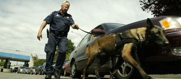 Un chien renifleur à la frontière canadienne. Un chien renifleur à la frontière canadienne. - Sputnik Afrique