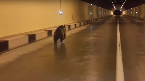 Quand on veut voyager en prenant un raccourci: un ours passe la frontière par un tunnel routier - Sputnik Afrique