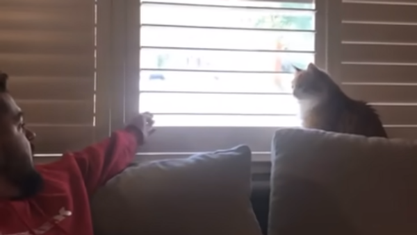 Un chat têtu montre à son maître qui est le vrai chef à la maison - Sputnik Afrique