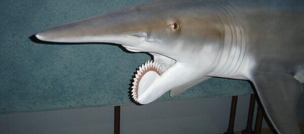 Helicoprion - Sputnik Afrique