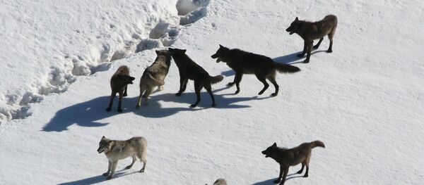 Meute de loups - Sputnik Afrique