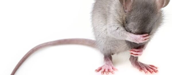 Un rat - Sputnik Afrique