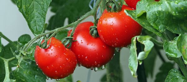 Помидоры - Sputnik Afrique