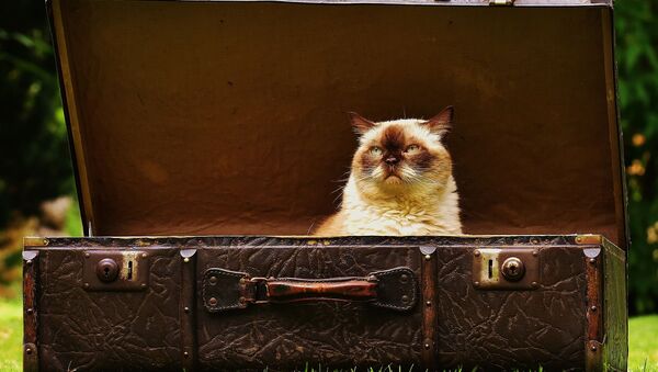 Un chat dans une valise - Sputnik Afrique