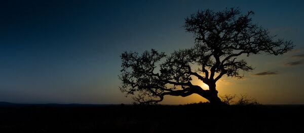 Nature - Sputnik Afrique