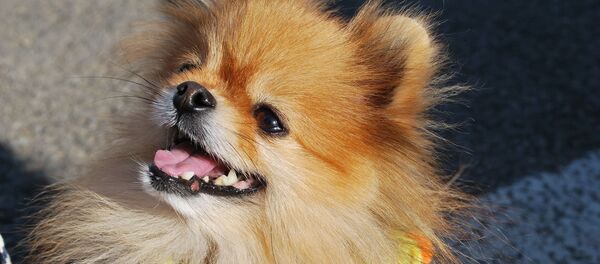 Un loulou de Poméranie - Sputnik Afrique