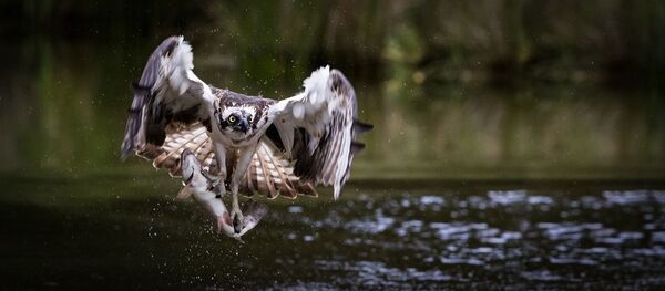 aigle pêcheur - Sputnik Afrique