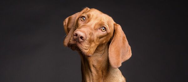 сhien - Sputnik Afrique