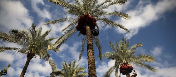 Des palmiers dattiers Des palmiers dattiers - Sputnik Afrique