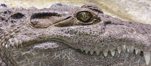 Un alligator - Sputnik Afrique