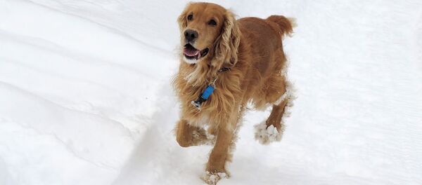 Chien - Sputnik Afrique