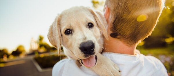 Un golden retriever - Sputnik Afrique