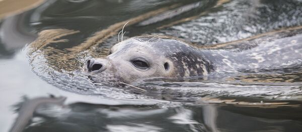Un phoque gris - Sputnik Afrique